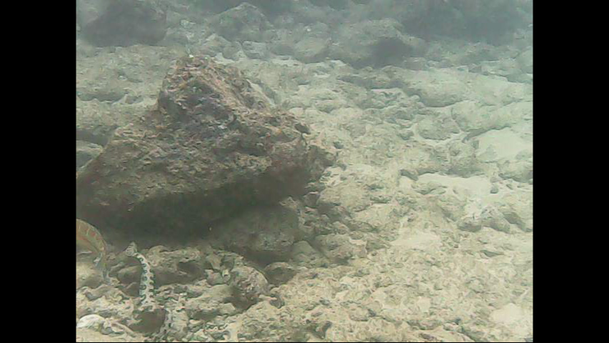 Day 11 snorkeling @ Poipu Beach- Sea snake